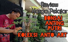 Cek Harga Bonsai Anting Putri